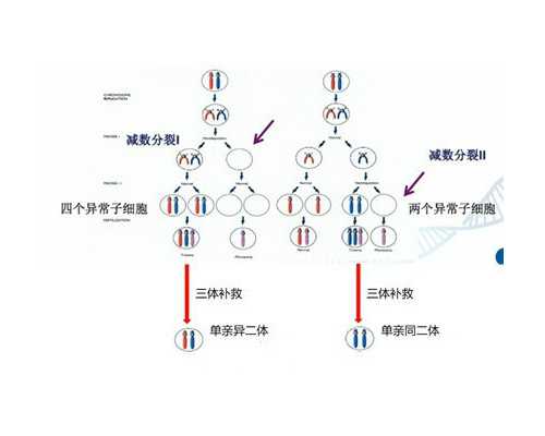 子宫内壁厚怎么做试管婴儿？子宫内壁厚怎么做试管婴儿的？